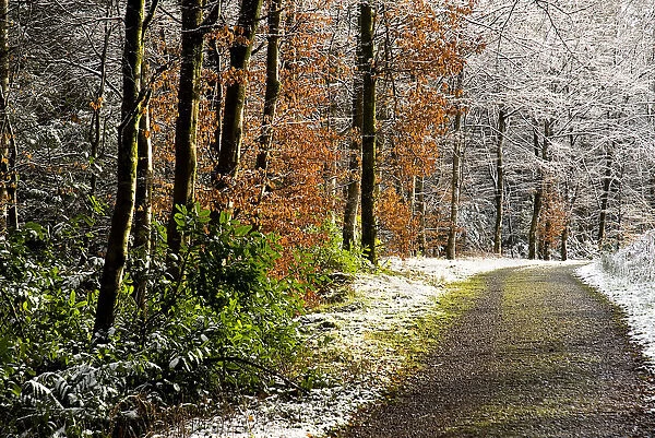 Rossmore Forest Park. Winter scene with snow and some trees with leaves