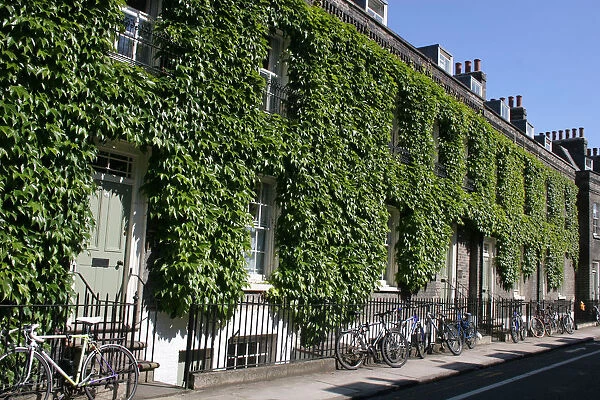 A row of terraced houses covered in plants with bicycles against railings