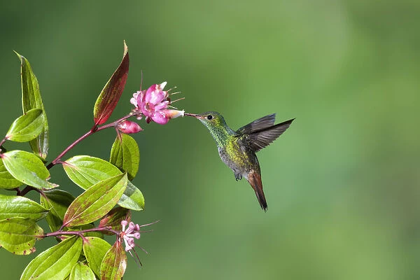 A Rufous-tailed Hummingbird feeds on a tropical blueberry flower in Costa Rica