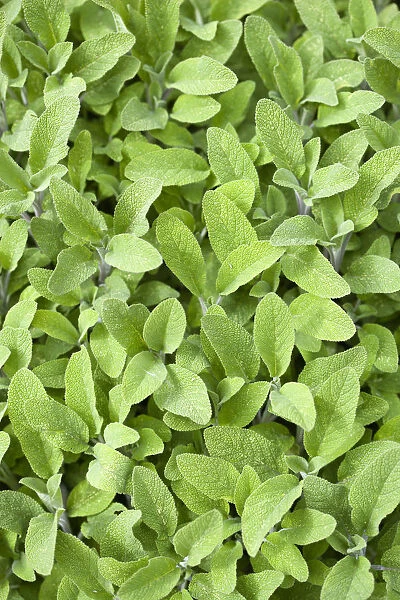 Sage, Salvia officinalis, close up of the dense green leaves of the garden herb