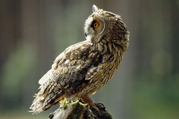 Scotland, Glenfeshie, Long Eared Owl. Asio otus. Single bird perched on tree stump