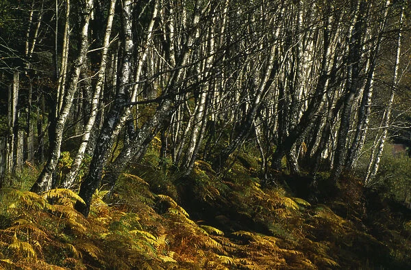 Scotland, Highlands, Glen Spean, Trees and bracken