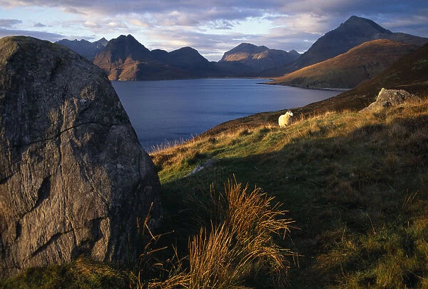 SCOTLAND Isle of Skye Cullin Hills Single sheep beside granite boulder overlooking