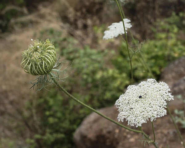 The seed head and flowers of a wild carrot or Queen Annes Lace in the Tel Dan Nature