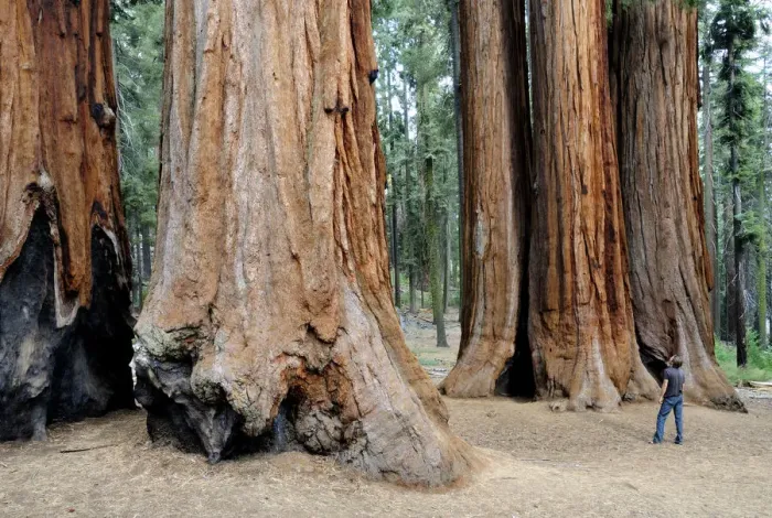 Framed Print : Sequoia tree trunks with figure Framed Print : Sequoia tree trunks with figure