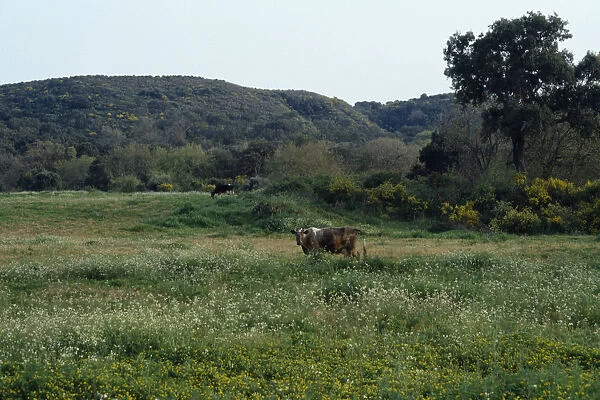 SPAIN, Andalucia Cattle grazing in flower filled meadow