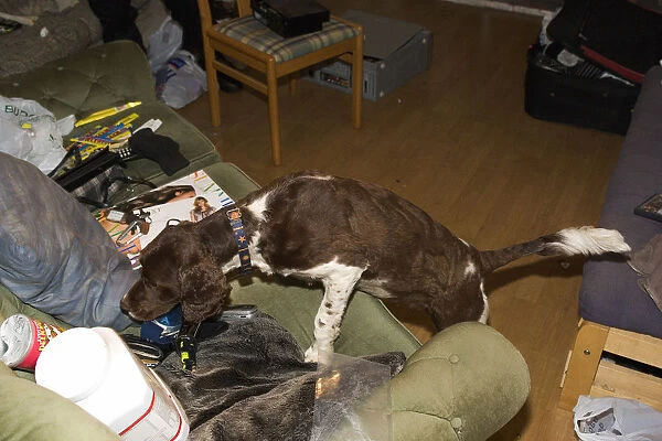Springer Spaniel sniffer dog used in search of residential home during drugs bust