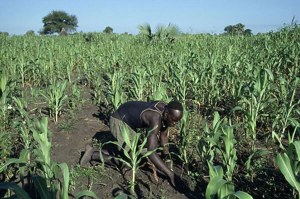 Sudan Dinka man tending maize and other crops