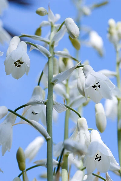Summer hyacinth, Galtonia candicans, Pendulous white flowers growing on a plant outdoors