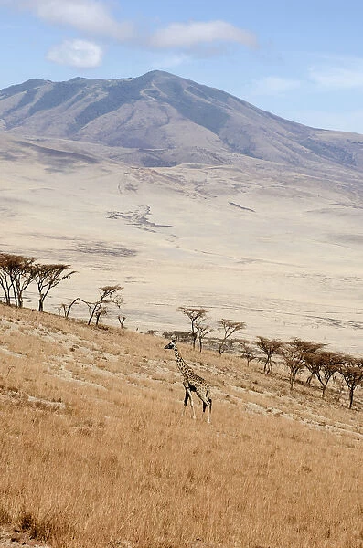 Tanzania, , Ngorongoro Crater