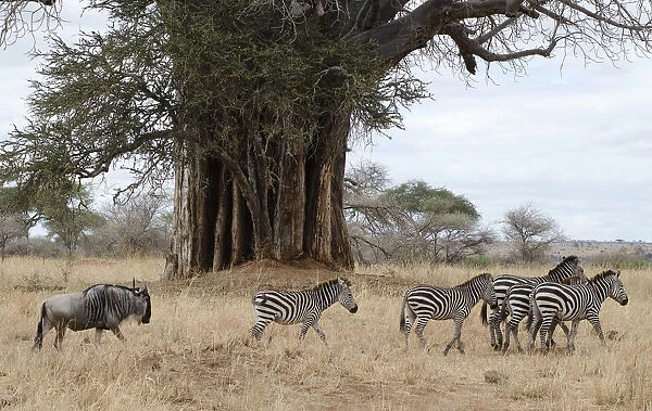Tanzania, , Tarangire National Park