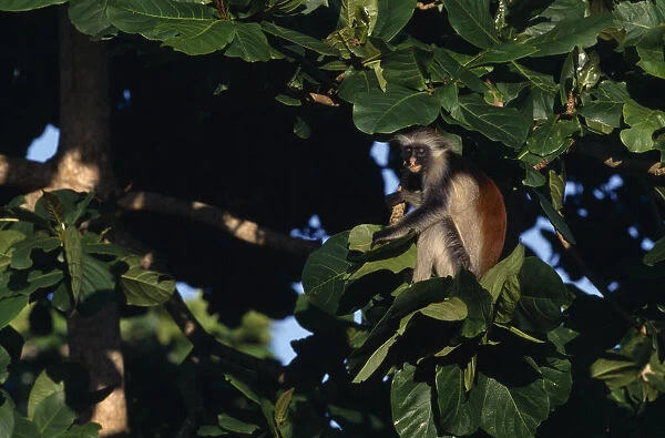 TANZANIA, Zanzibar Red Colobus monkey (Piliocolobus kirkii) in tree