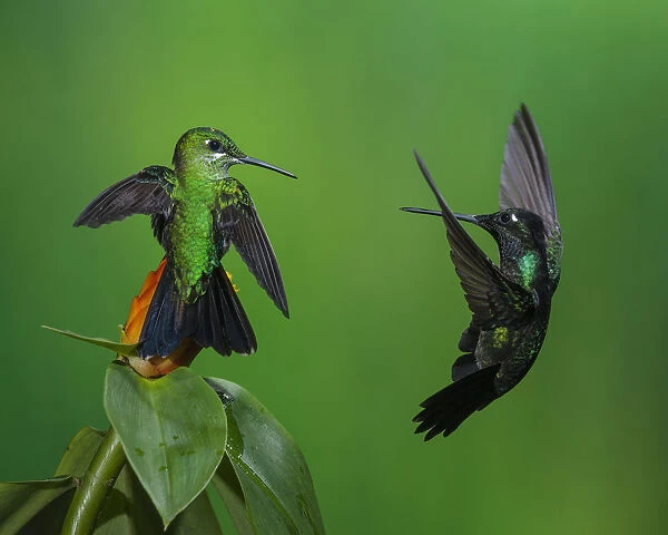 Territorial competition between a male Magnificent Hummingbird at right