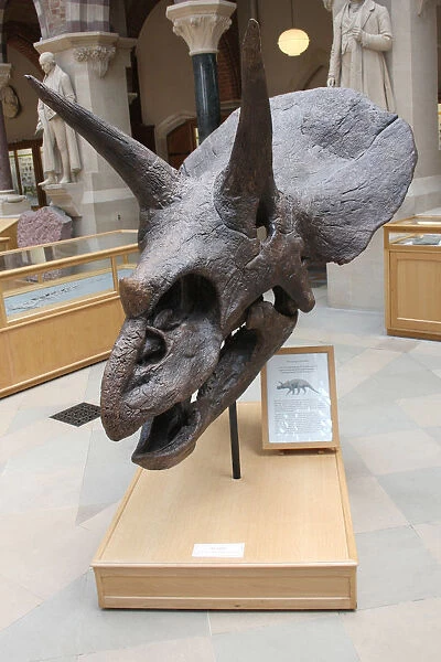 Triceratops Horridus cast from the Natural History Museum