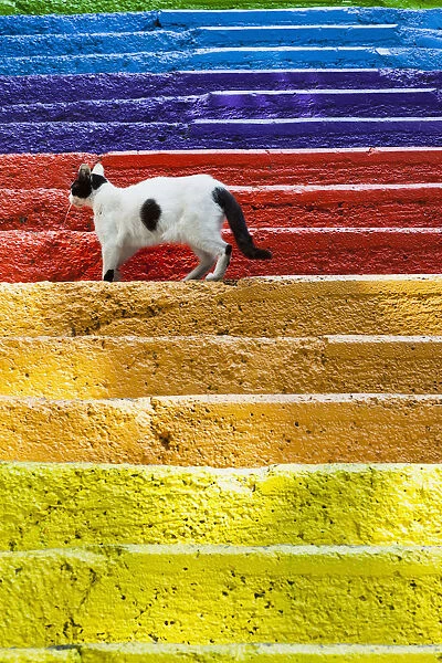 Turkey, Istanbul, Cat standing on colourful painted steps, Karakoy region