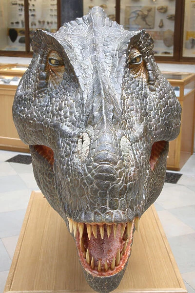 Tyrannosaurus Rex at the Natural History Museum