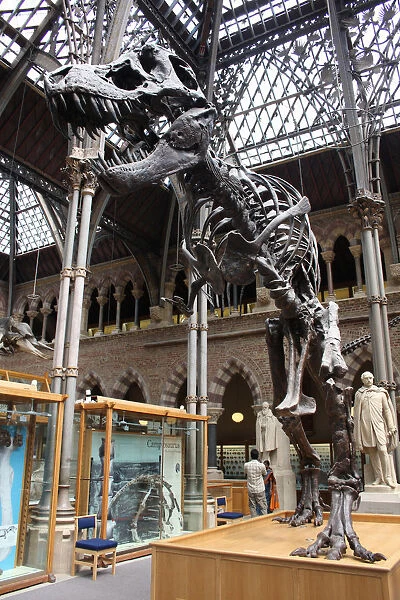 Tyrannosaurus Rex at the Natural History Museum