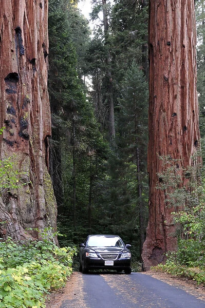 USA, California, Sequoia NP, Car driving between 2 giant sequoia trees