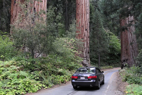 USA, California, Sequoia NP, Car drivng along road past giant sequoia trees