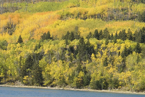 USA, Montana, Glacier National Park, Fall colours at Lower Saint Mary Lake