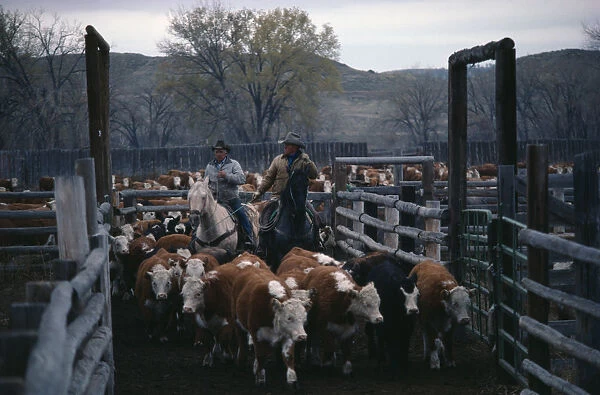 USA, Wyoming Cowboys with cattle in cor-ral