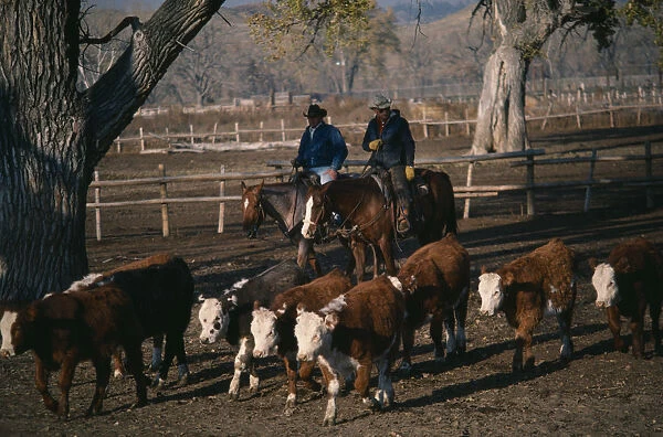 USA, Wyoming Two cowboys on horses herding young cattle steers on ranch