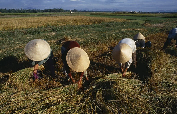Vietnam, Hoi An, Field workers wearing straw hats harvesting rice bundles