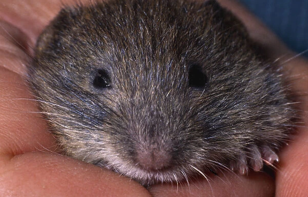Wales, Dyfed, Skomer Island, Skomer vole held in hand. The Vole is unique to Skomer and inhabits the expanses of bracken across the island