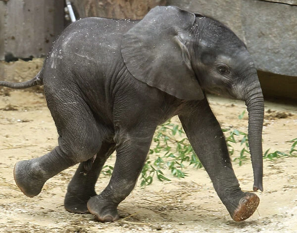 African elephant calf Tuluba runs in its enclosure in Schoenbrunn zoo in Vienna