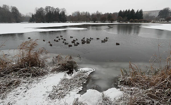 Ducks swim in Svisloch river in Minsk