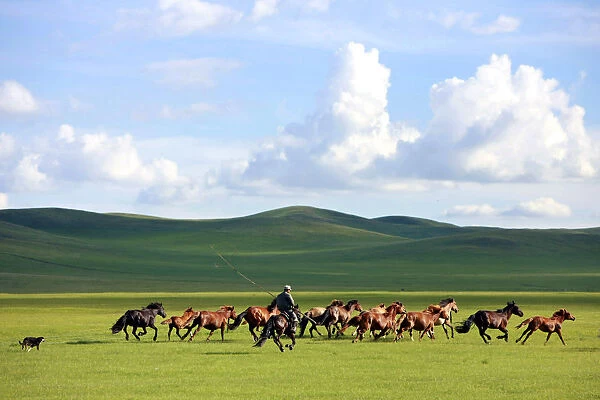 A man whips a herd of horses in Xilin Gol League