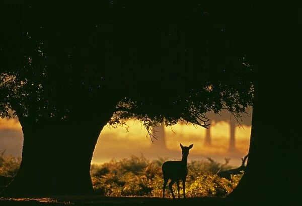 Fallow Deer, Dama dama, doe silhouetted along forest track at dawn, autumn, New Forest