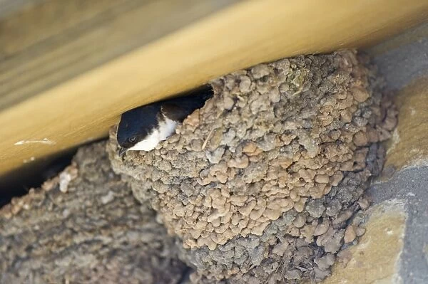 House Martin Delichon urbicum at nest under eaves Northumberland UK summer