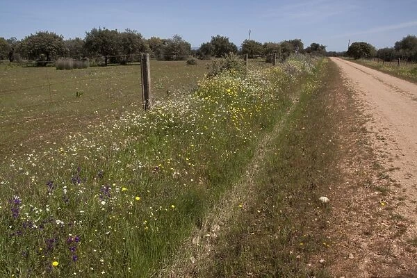 The abundance of wild flowers growing on a road side verge in Extremadura, Spain
