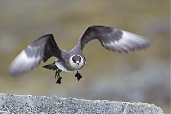 Arctic Skua (Stercorarius parasiticus) pale phase, adult, in flight, taking off from rock, Spitzbergen, Svalbard, july