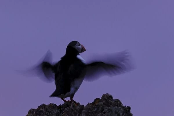 Atlantic Puffin (Fratercula arctica) adult, breeding plumage, flapping wings on rock at twilight, Skokholm Island