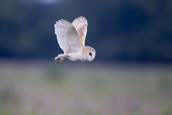 Barn Owl (Tyto alba) adult, in flight over grazing marsh, Suffolk, England, June