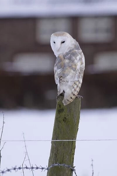 Barn Owl (Tyto alba) adult male, perched on fencepost in snow, with cottage in background, North Yorkshire, England