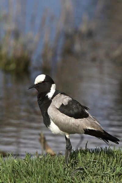 The Blacksmith Lapwing or Blacksmith Plover (Vanellus armatus) occurs commonly from Kenya through central Tanzania to