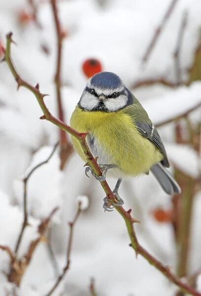 Blue Tit (Parus caeruleus) adult, perched on wild rose with hips, in snow covered garden hedge, Scotland, winter