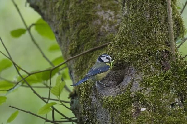 Blue Tit (Parus caeruleus) adult, with caterpillar in beak, at nesthole entrance in tree trunk, Ferry Wood, The Broads N. P. Norfolk, England, may