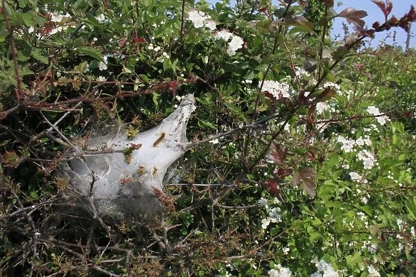 Brown-tail Moth (Euproctis chrysorrhoea) caterpillars, in woven silk tent on defoliated Common Hawthorn