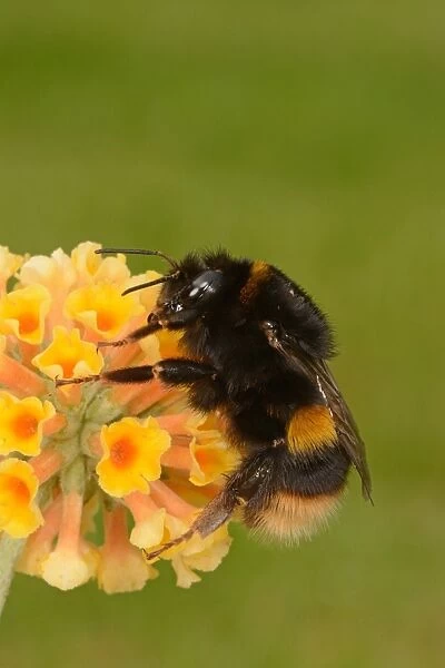 Buff-tailed Bumblebee (Bombus terrestris) adult, resting on Buddleia (Buddleja sp. ) flowers, Oxfordshire, England, July