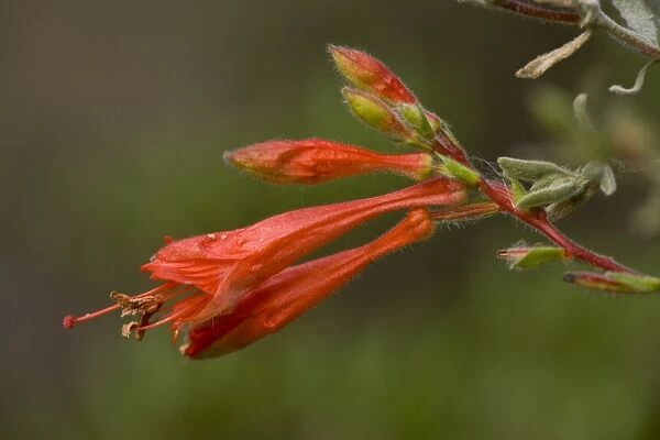 California Fuchsia (Epilobium canum) close-up of flowers, California, U. S. A. november