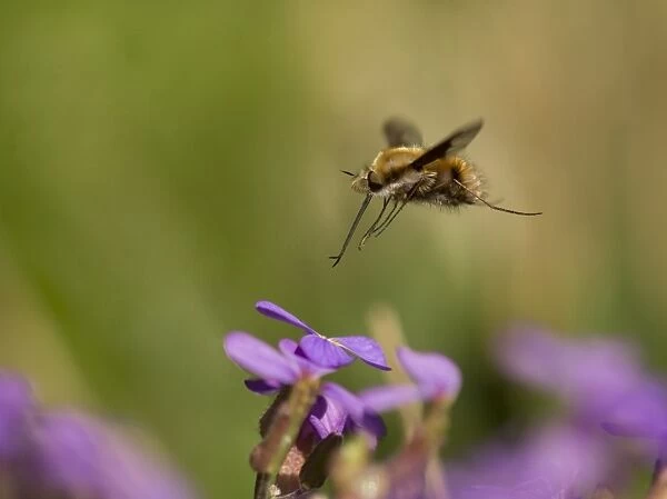Common Bee-fly (Bombylius major) adult, in flight, feeding on aubretia flower, Sheffield, South Yorkshire, England, May