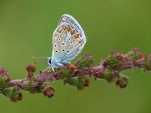 Common Blue (Polyommatus icarus) adult male, roosting on Agrimony (Agrimonia eupatoria) with morning dew, France, july