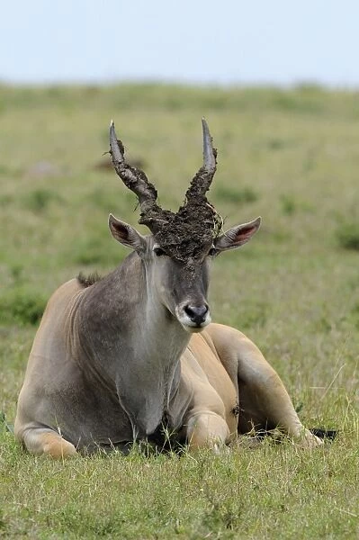Common Eland (Taurotragus oryx) adult male, with mud on head and horns, resting on ground, Masai Mara, Kenya