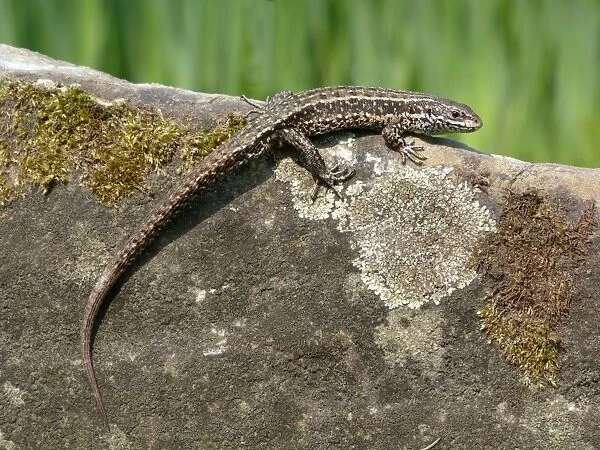 Common Lizard (Zootoca vivipara) adult male, basking on moss and Lichen covered stone, Italy, april