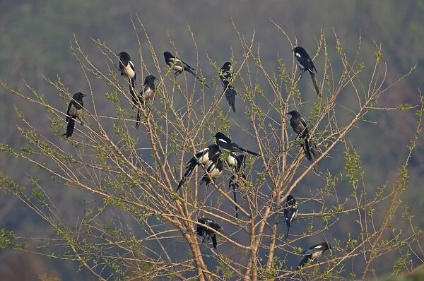 Common Magpie (Pica pica sericea) flock, some with sooty plumage from entering chimneys, perched in tree, Beidaihe, Hebei, China, may