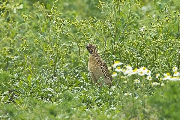 Common Quail (Coturnix coturnix) adult male, standing amongst weeds on set-a-side field in farmland, Warwickshire, England, june